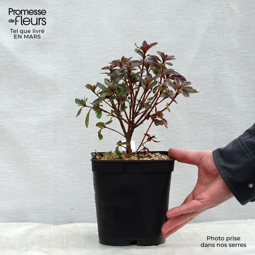 Example of Azalée japonaise Girard's Scarlet - Rhododendron hybride Pot de 2L/3L as you get in printemps