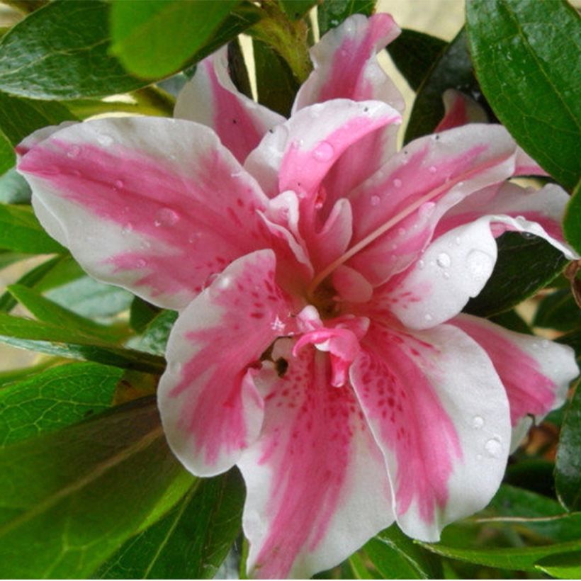 Azalée japonaise Melle - Rhododendron hybride (Flowering)