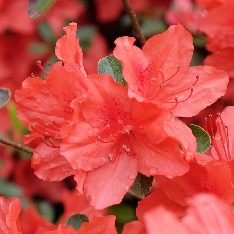 Azalée japonaise Orange Beauty - Rhododendron hybride (Flowering)