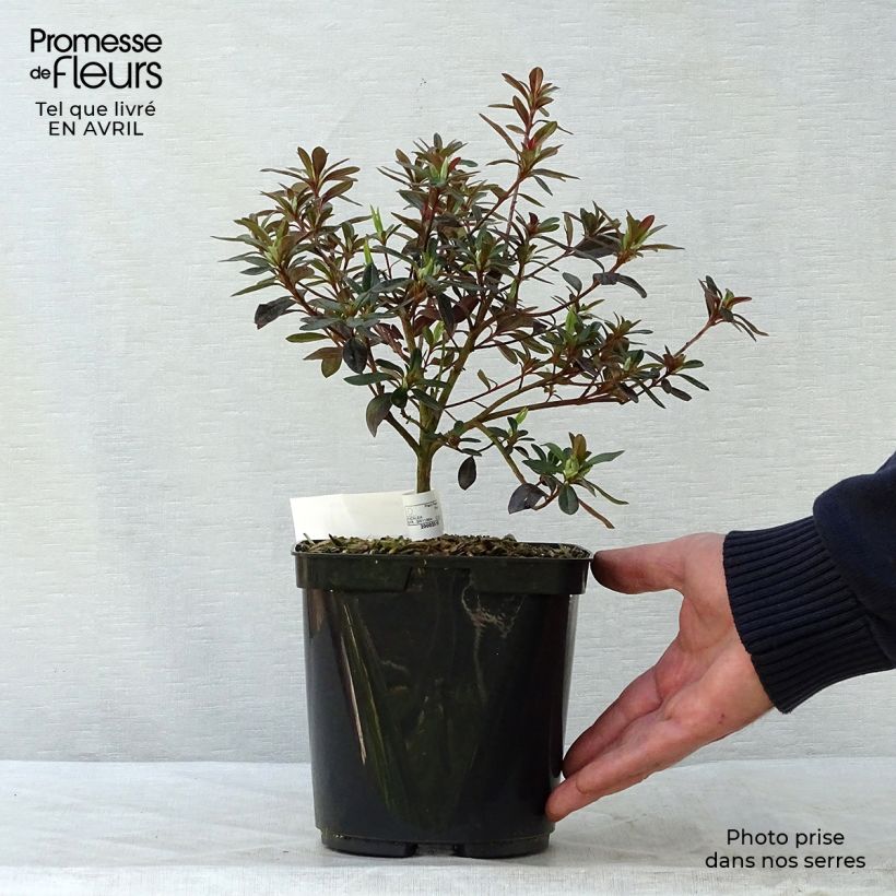 Example of Azalée japonaise Tamanini - Rhododendron hybride Pot de 2L/3L as you get in printemps