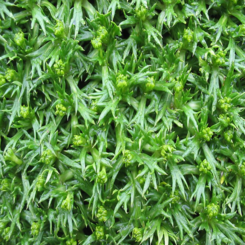 Azorella trifurcata - Azorelle (Foliage)