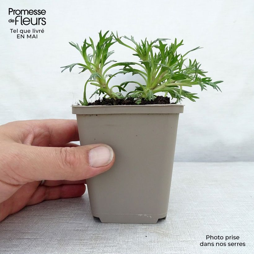 Example of Azorella trifurcata Nana - Azorelle  Godet de 8/9 cm as you get in printemps