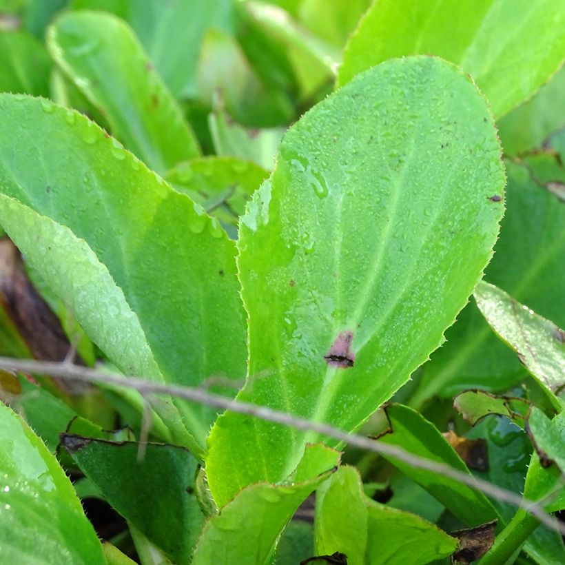 Bergenia Bressingham White (Foliage)