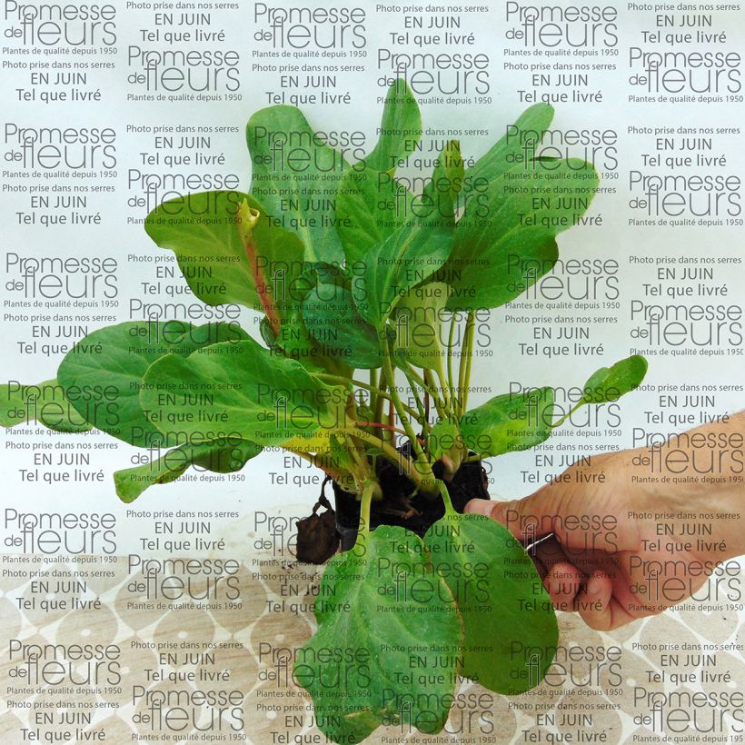 Exemple de spécimen de Bergenia Rosenkristall Godet de 8/9 cm tel que livré