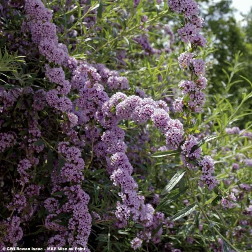 Buddleia alternifolia - Arbre aux papillons (Flowering)