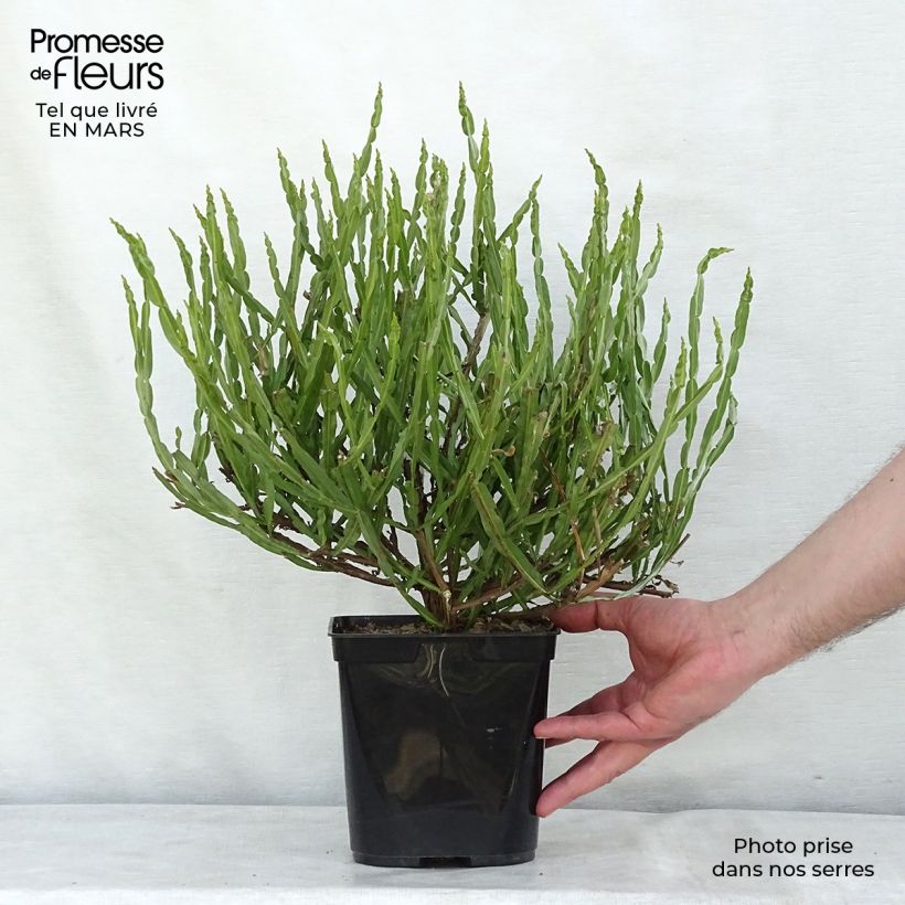Spécimen de Baccharis genistelloides Pot de 3L/4L tel que livré au printemps