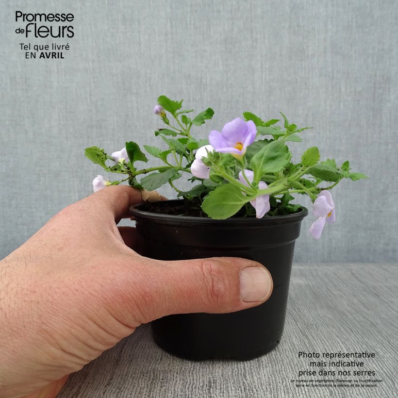 Example of Bacopa Gulliver Blue Sensation  Godet de 8/9 cm as you get in printemps