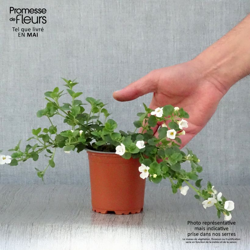 Spécimen de Bacopa Gulliver Dynamic White Godet de 8/9 cm tel que livré au printemps