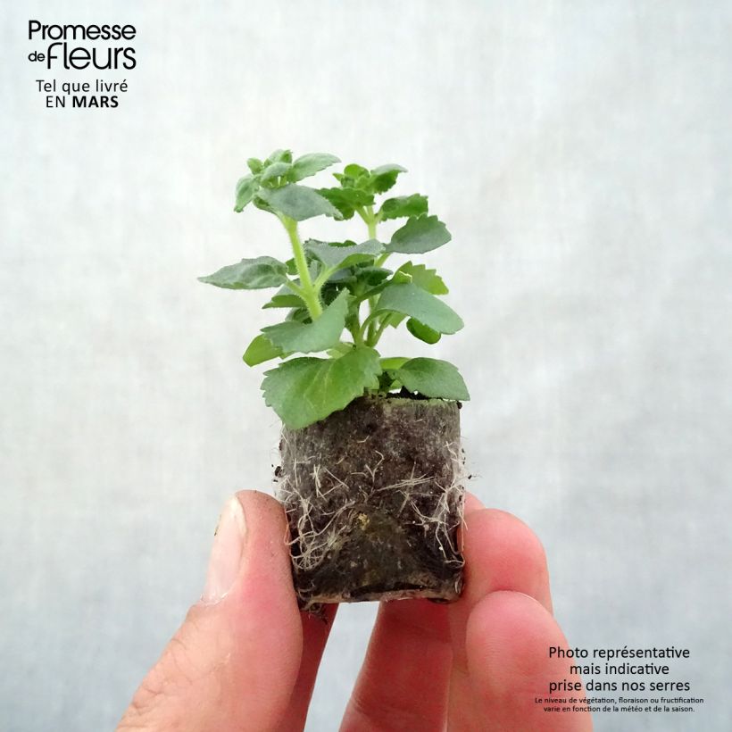 Spécimen de Bacopa Gulliver Pink Heart imp. Mini-motte Ø 3/4 cm, Livré en plant vert de 5 à 10 cm de hauteur tel que livré au printemps