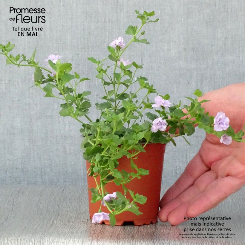 Spécimen de Bacopa Scopia Double Lavender Godet de 8/9 cm tel que livré au printemps