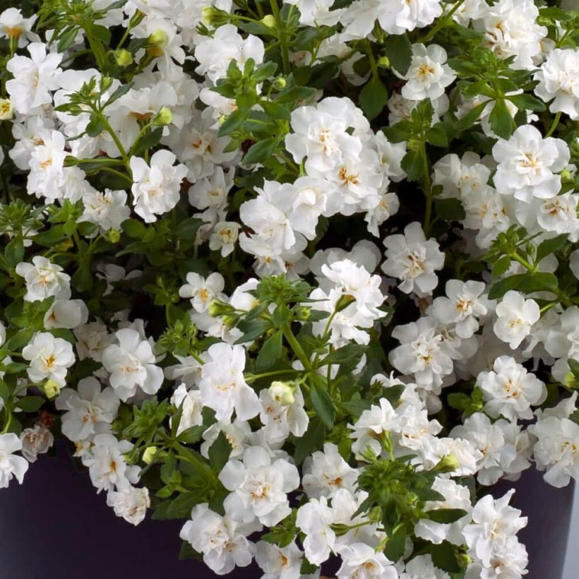 Bacopa Scopia Double Snowball Mini-mottes  (Foliage)