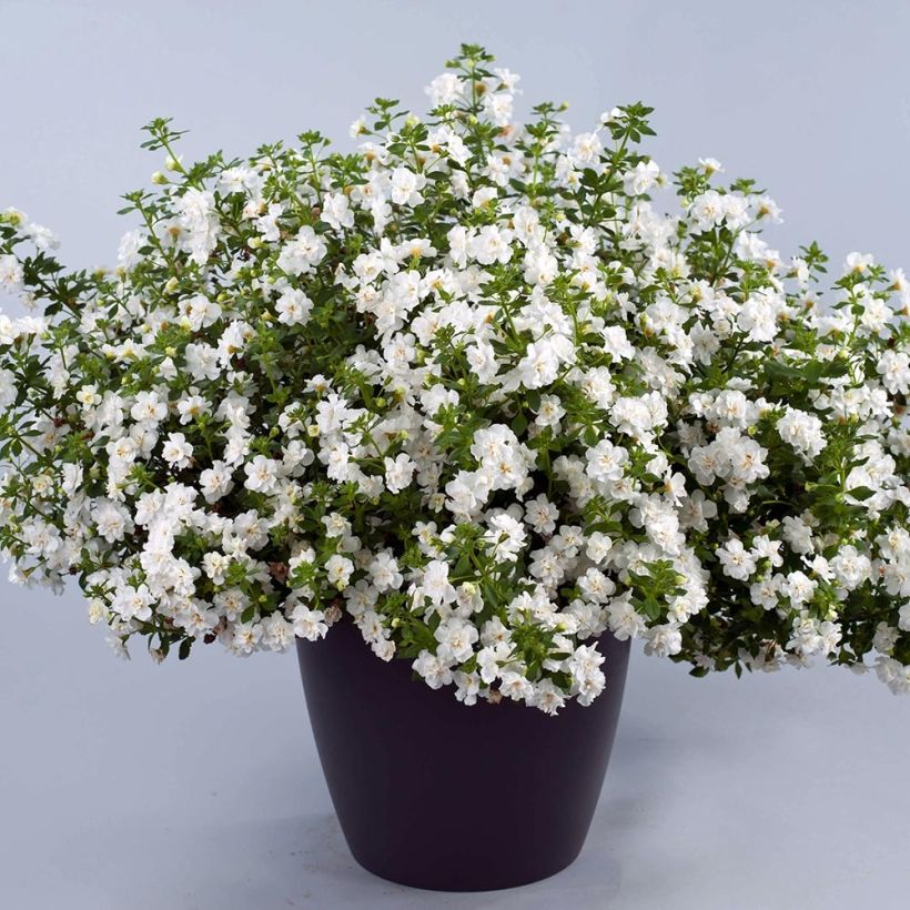 Bacopa Scopia Double Snowball Mini-mottes  (Plant habit)