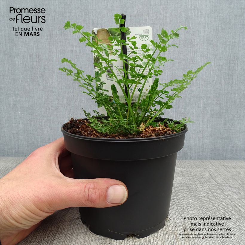 Example of Baldellia ranunculoides - Alisma fausse-renoncule  Godet de 8/9 cm as you get in printemps