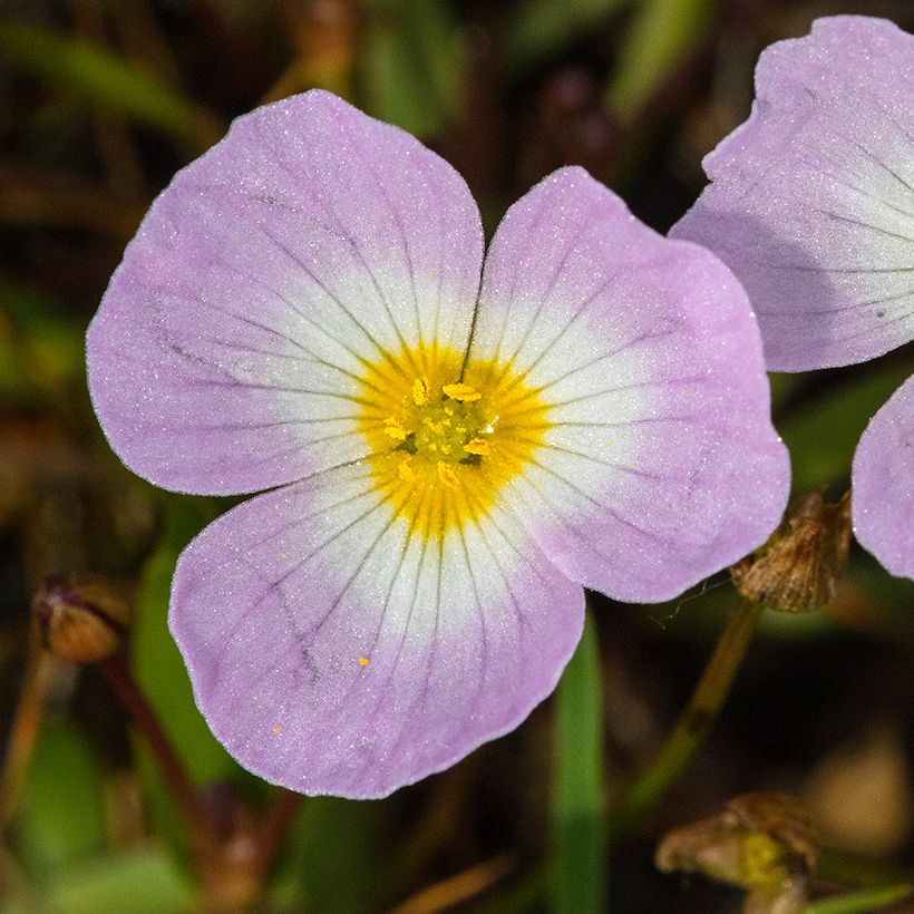 Baldellia ranunculoides - Alisma fausse-renoncule  (Flowering)