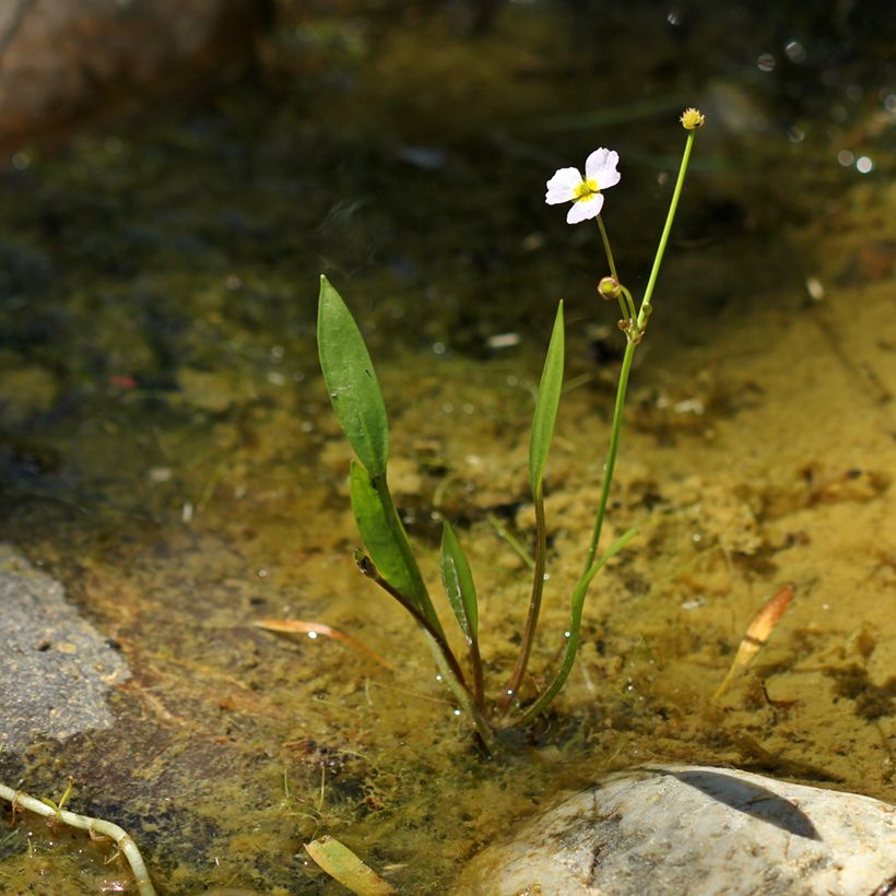 Baldellia ranunculoides - Alisma fausse-renoncule  (Plant habit)