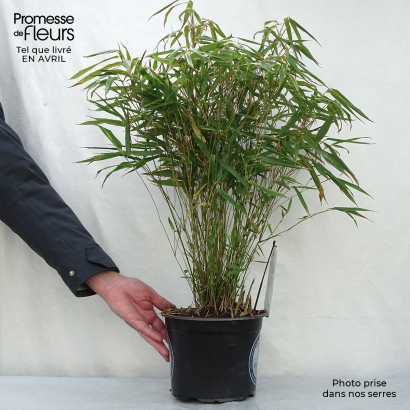 Example of Bambou non traçant - Fargesia rufa Pot de 4L/5L as you get in printemps