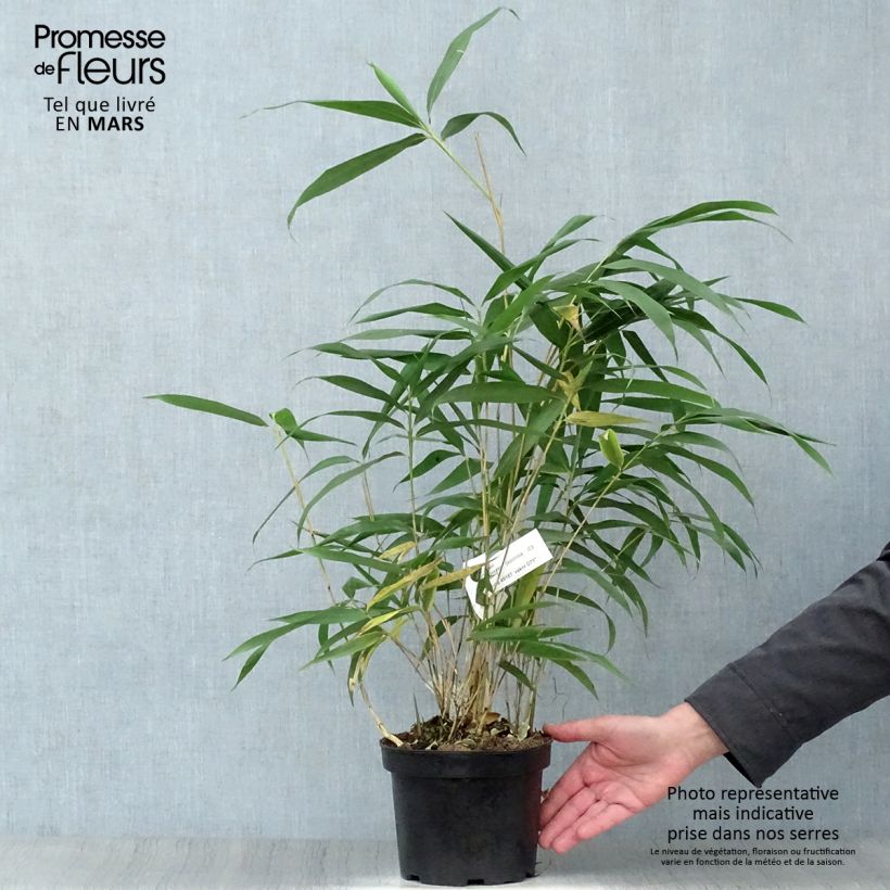 Example of Bambou Métaké - Pseudosasa japonica Pot de 2L/3L as you get in printemps