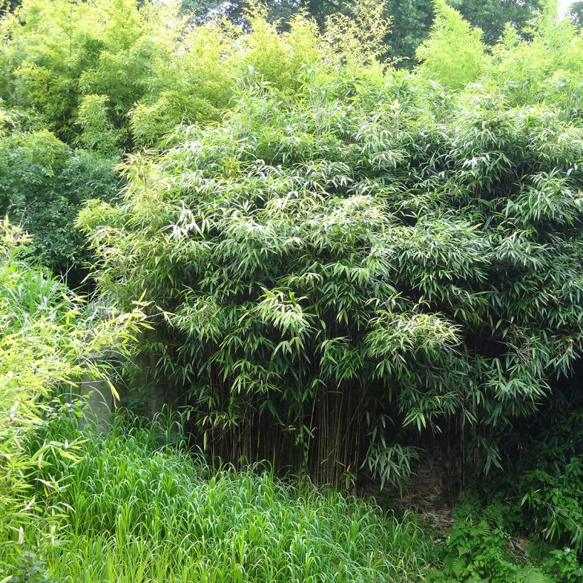 Bambou - Phyllostachys bissetii  (Plant habit)