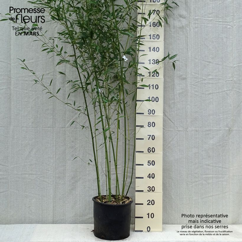 Example of Bambou - Phyllostachys bissetii  Pot de 12L/15L as you get in printemps