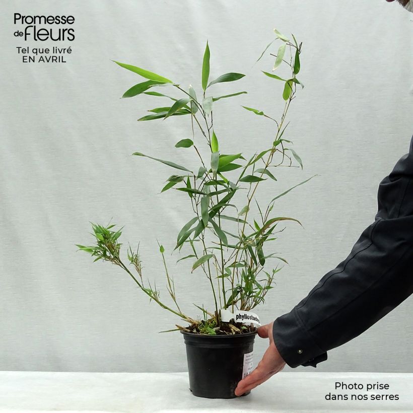 Example of Bambou - Phyllostachys bissetii  Pot de 2L/3L as you get in printemps