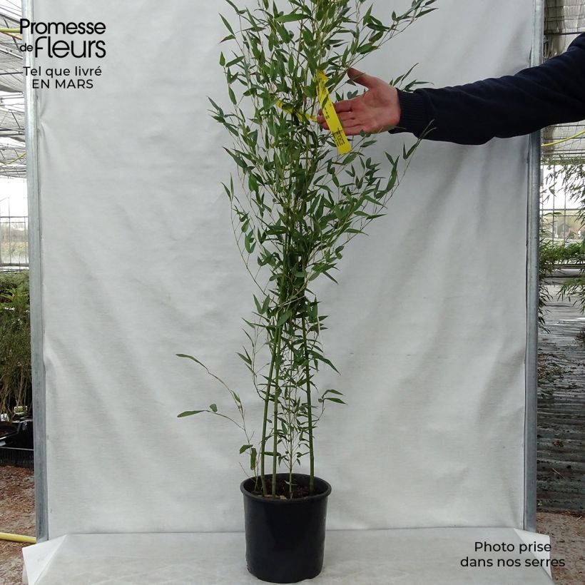 Example of Bambou - Phyllostachys bissetii  Pot de 4L/5L as you get in printemps