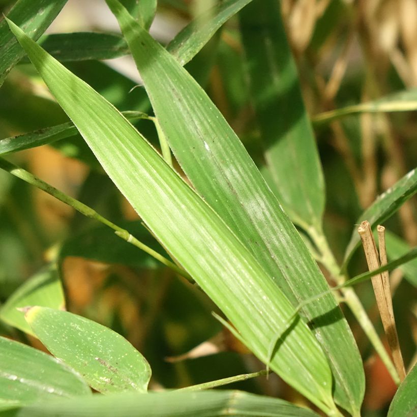 Bambou doré - Phyllostachys aurea Koï (Foliage)