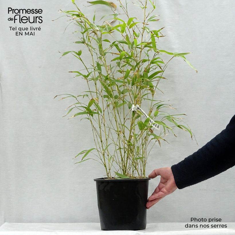 Example of Bambou doré - Phyllostachys aurea Pot de 4L/5L as you get in printemps