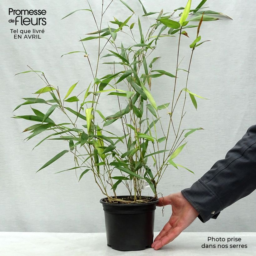Example of Bambou jaune - Phyllostachys aureosulcata Aureocaulis Pot de 2L/3L as you get in printemps