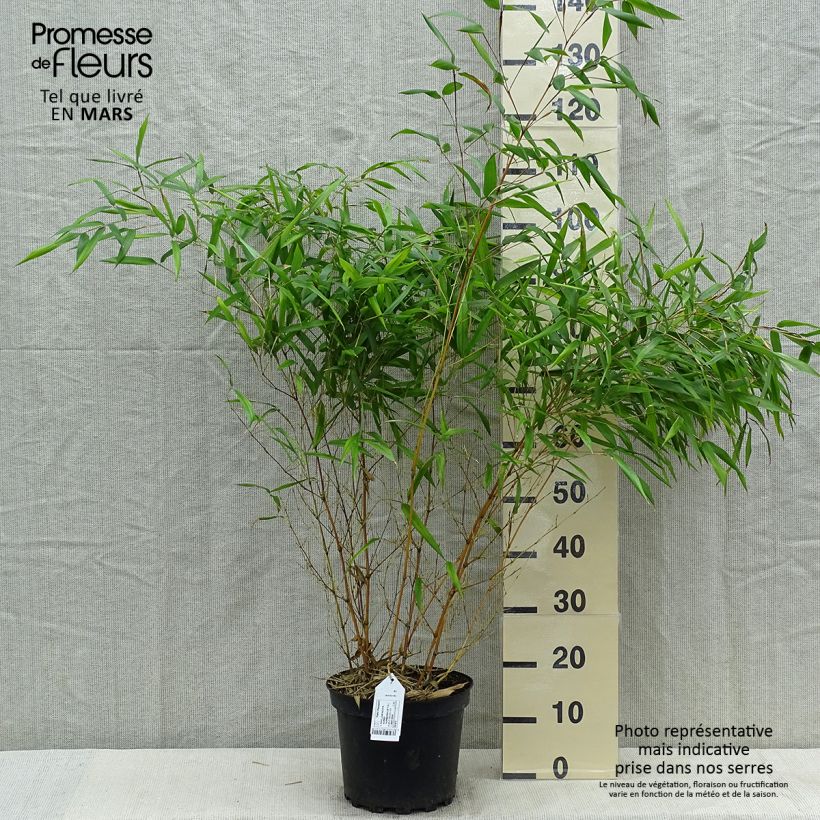 Example of Bambou jaune - Phyllostachys aureosulcata Aureocaulis Pot de 4L/5L as you get in printemps