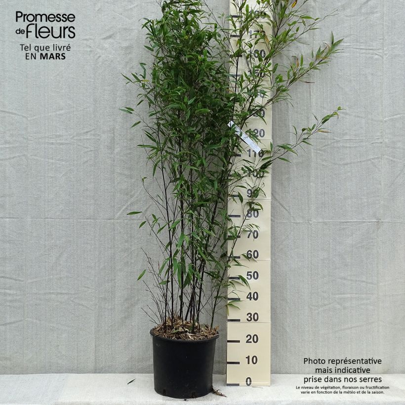 Example of Bambou noir - Phyllostachys nigra Pot de 12L/15L as you get in printemps
