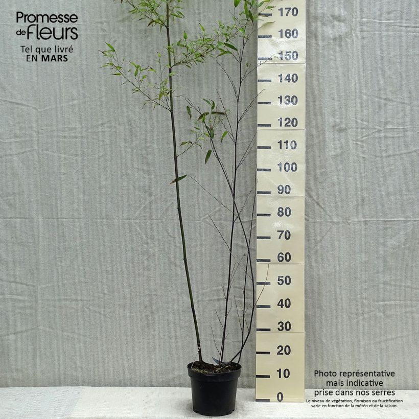 Example of Bambou noir - Phyllostachys nigra Pot de 7,5L/10L as you get in printemps