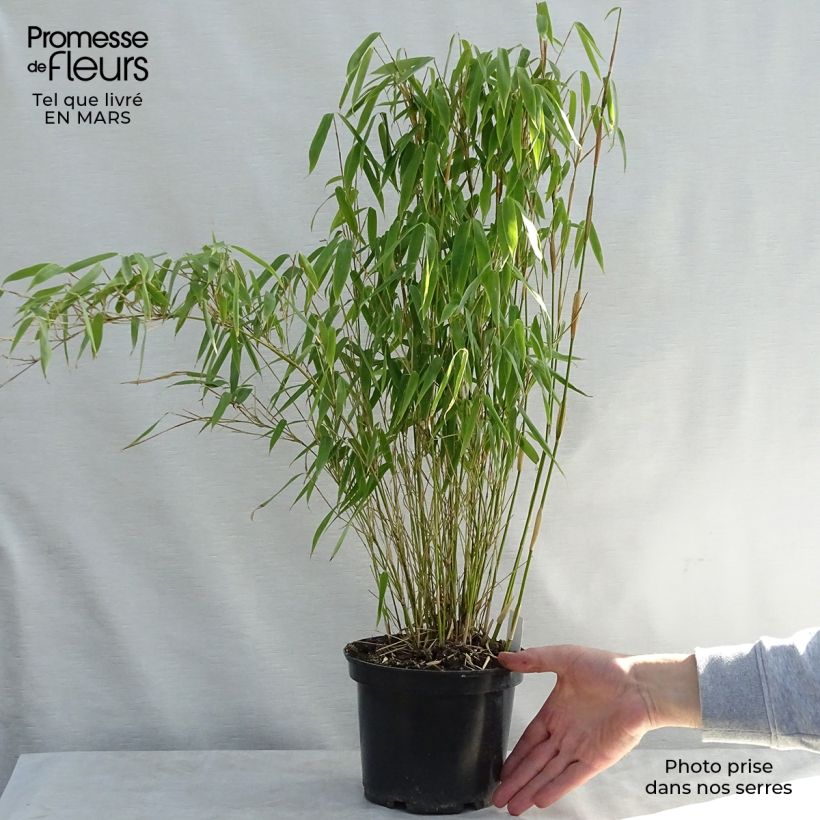 Example of Bambou non traçant - Fargesia murielae Bimbo Pot de 2L/3L as you get in printemps