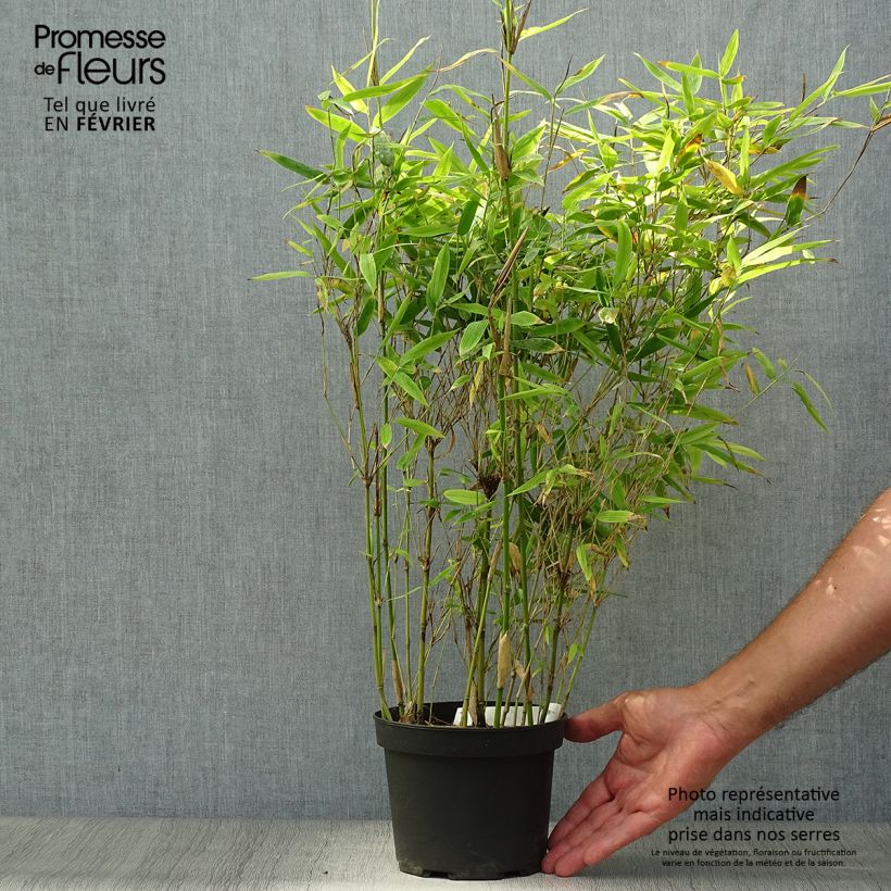 Spécimen de Fargesia murielae Simba - Bambou non traçant Pot de 2L/3L tel que livré en automne