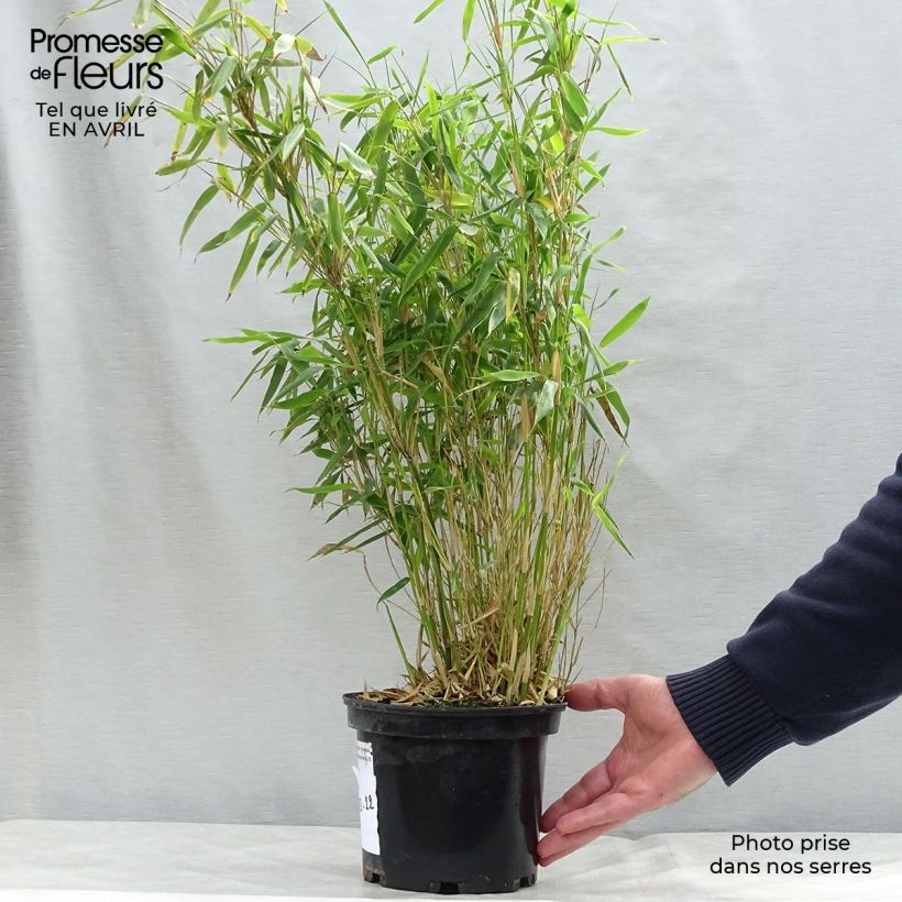 Example of Fargesia murielae Simba - Bambou non traçant Pot de 2L/3L as you get in printemps