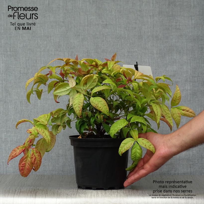 Example of Bambou sacré - Nandina domestica Blush Pink Pot de 2L/3L as you get in printemps