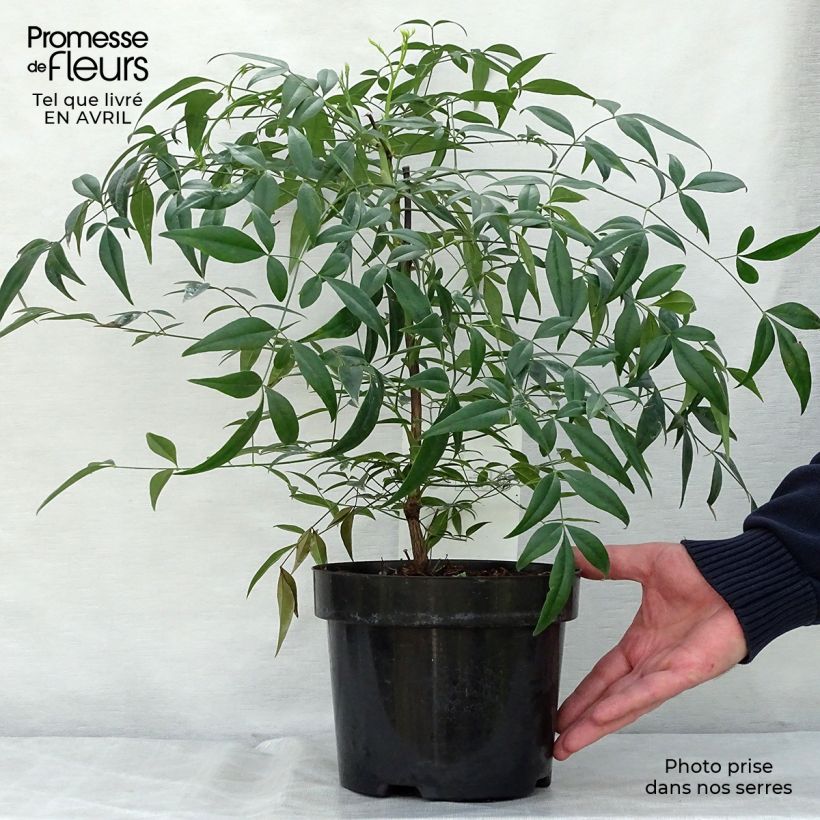 Example of Bambou sacré - Nandina domestica Brightlight Pot de 3L/4L as you get in printemps