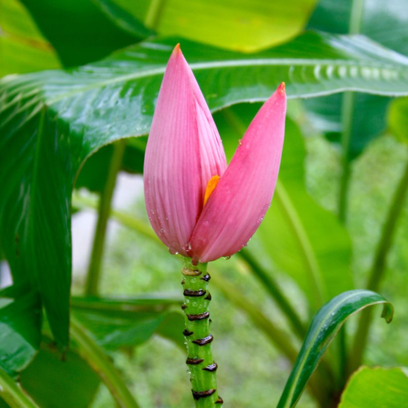 Bananier à fleurs roses - Musa velutina (Flowering)