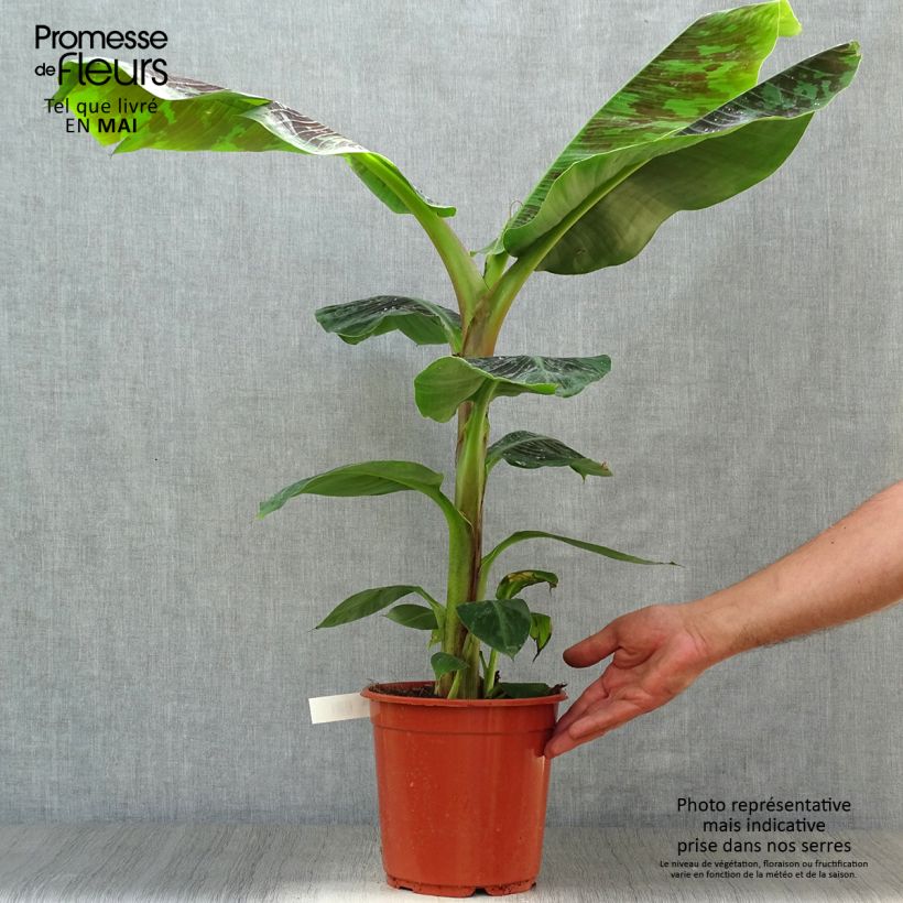 Spécimen de Bananier nain - Musa acuminata Dwarf Cavendish Pot de 6L/7L tel que livré au printemps