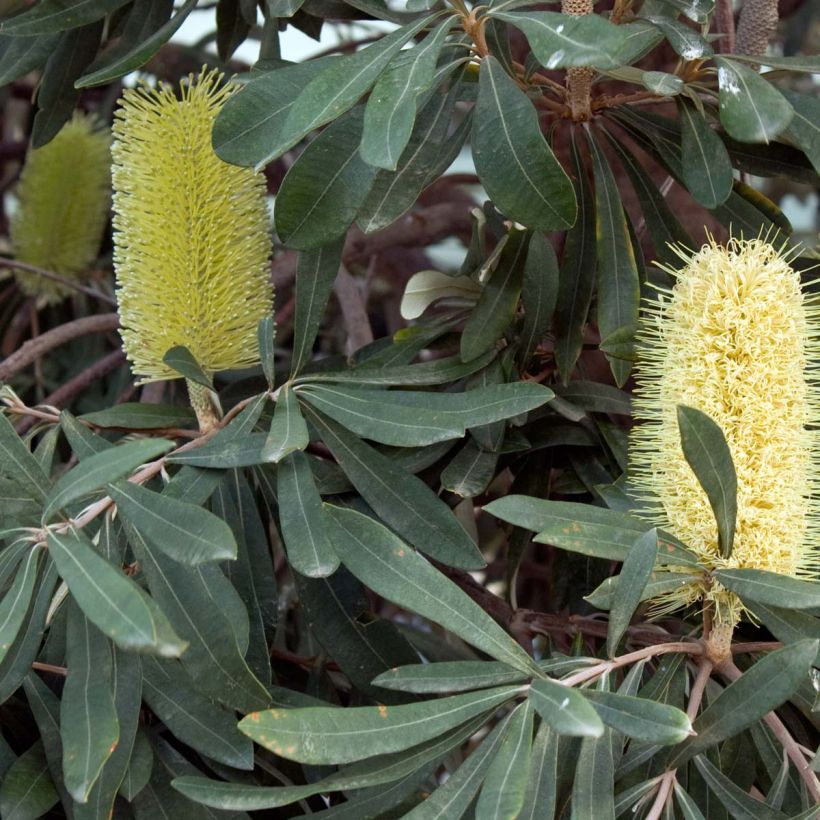 Banksia integrifolia - Banksia côtier (Flowering)