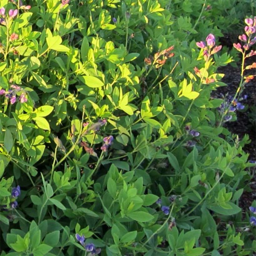Baptisia Blueberry Sundae - Faux-indigo (Foliage)