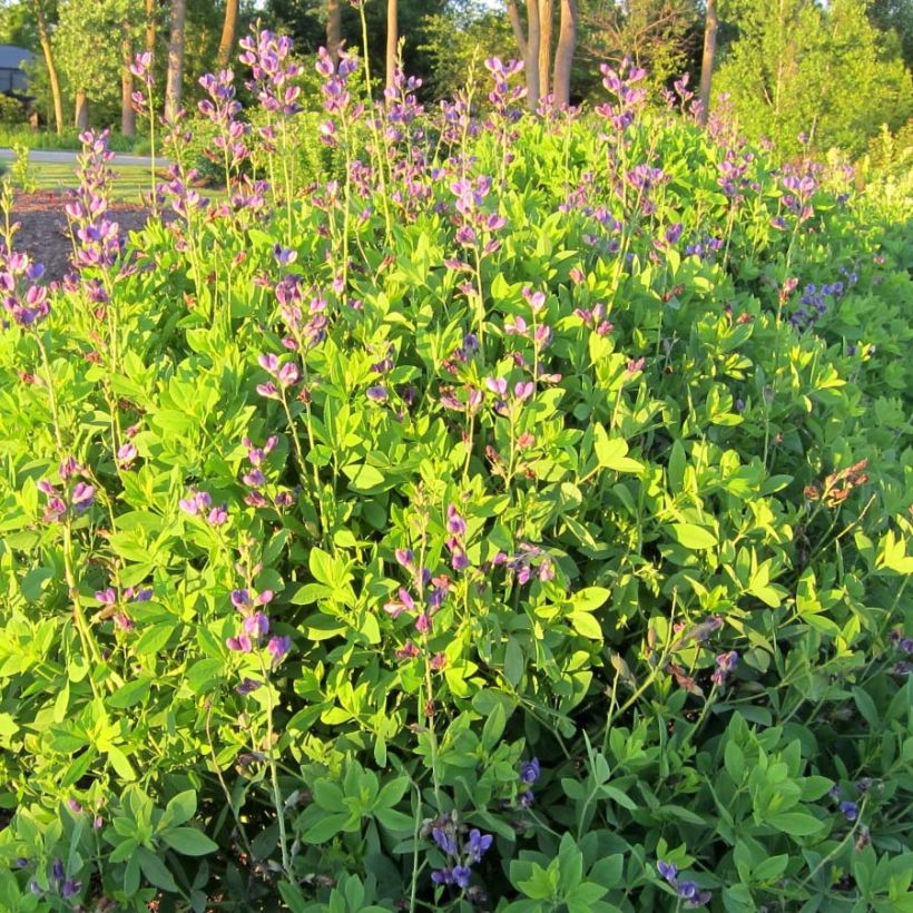 Baptisia Blueberry Sundae - Faux-indigo (Plant habit)