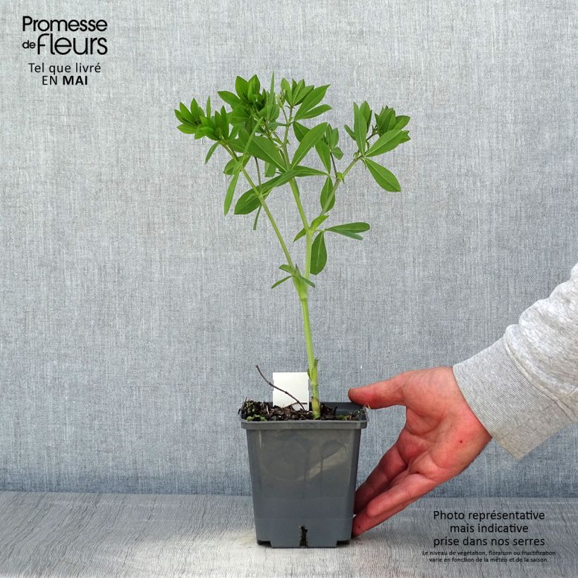 Example of Baptisia Blueberry Sundae - Faux-indigo Pot de 1L/1,5L as you get in printemps