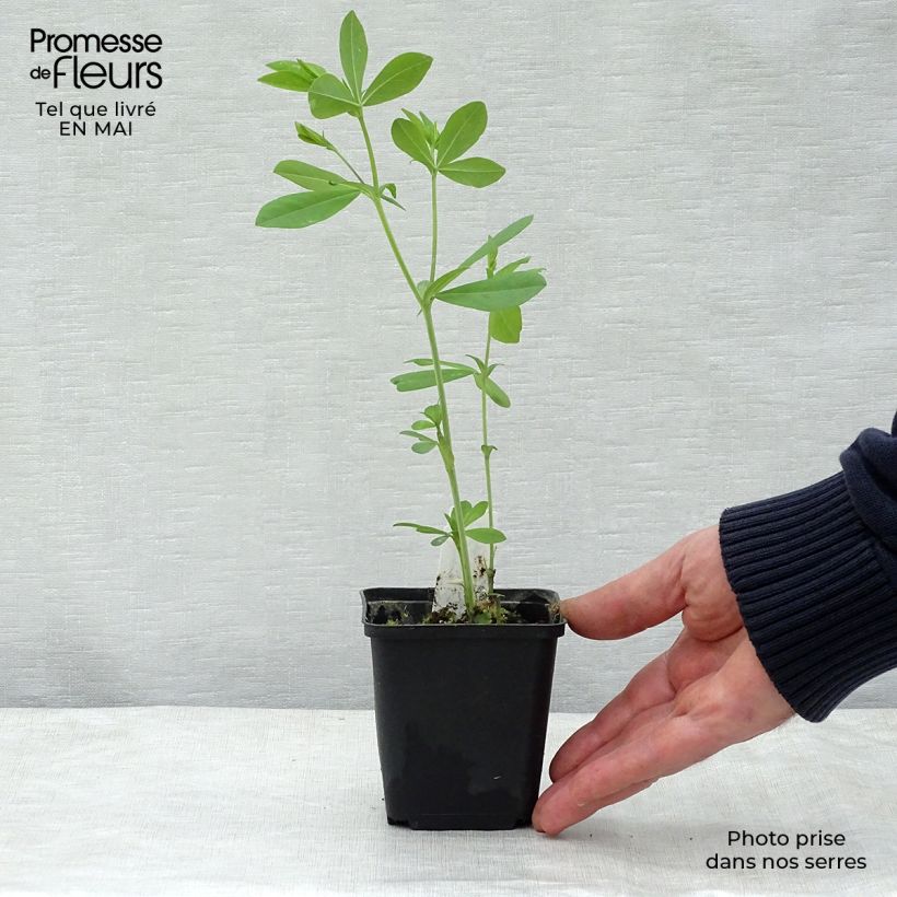 Example of Baptisia Blueberry Sundae - Faux-indigo Godet de 8/9 cm as you get in printemps