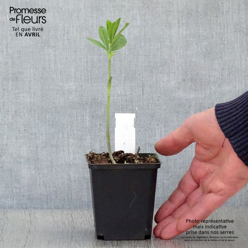 Spécimen de Baptisia Carolina Moonlight - Faux indigo jaune hybride Godet de 8/9 cm tel que livré au printemps