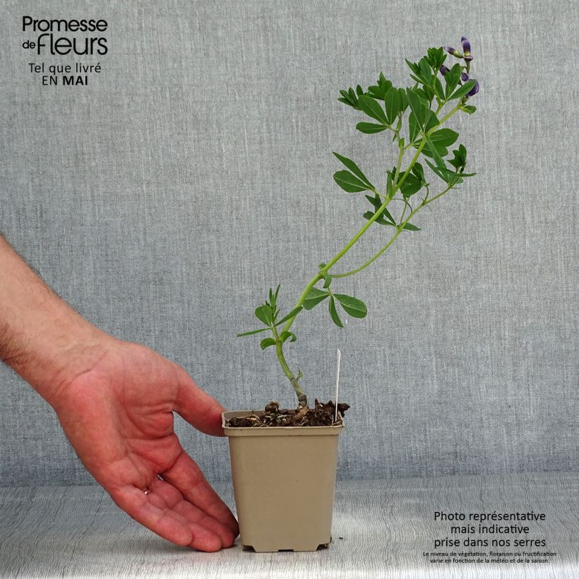 Example of Baptisia Caspian Blue - Lupin indigo Godet de 8/9 cm as you get in printemps