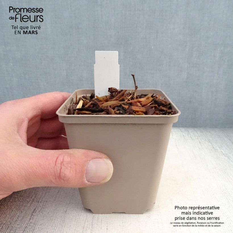 Example of Baptisia Cherries Jubilee  - Lupin indigo Godet de 8/9 cm as you get in printemps