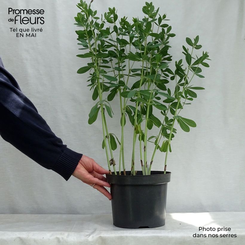 Example of Baptisia Cherries Jubilee  - Lupin indigo Pot de 4L/5L as you get in printemps