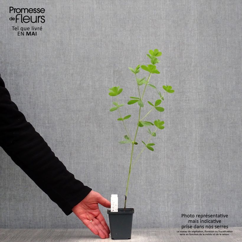 Spécimen de Baptisia Decadence Dark Chocolate - Lupin indigo Godet de 8/9 cm tel que livré au printemps