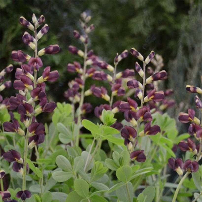 Baptisia Dutch Chocolate - Lupin indigo pourpre brunâtre (Flowering)