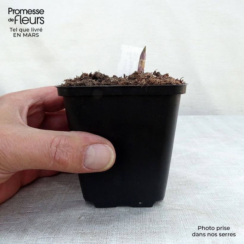 Example of Baptisia Dutch Chocolate - Lupin indigo pourpre brunâtre Godet de 8/9 cm as you get in printemps